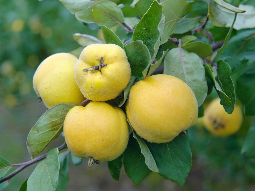 Cydonia oblonga 'Konstantinopeler' - Kweepeer