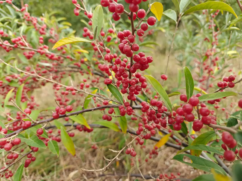Elaeagnus umbellata 'Brilliant Rose'- Herfstolijfwilg