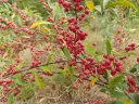 Elaeagnus umbellata 'Brilliant Rose'- Herfstolijfwilg