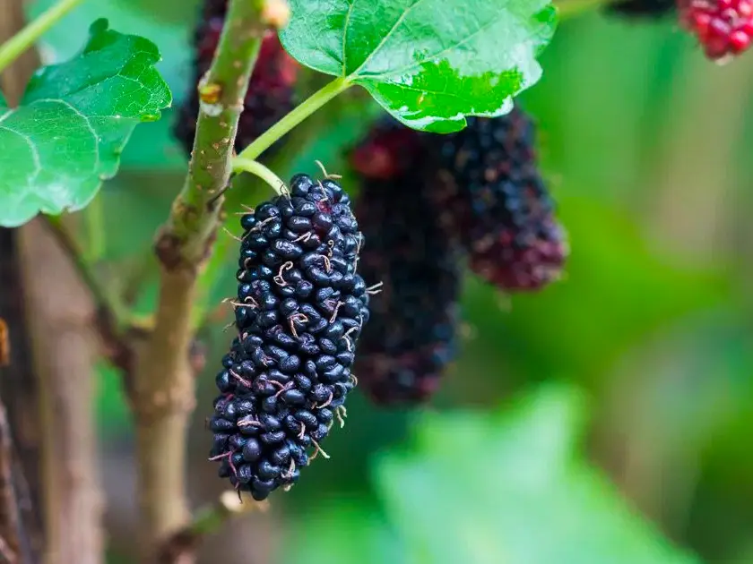 Morus alba x rubra 'Illinois Everbearing' - Mullberry