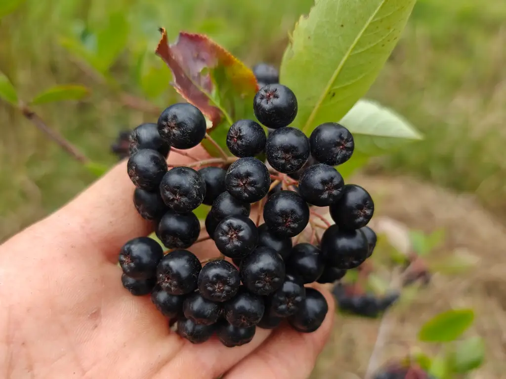 Aronia x prunifolia 'Viking' - Aronier