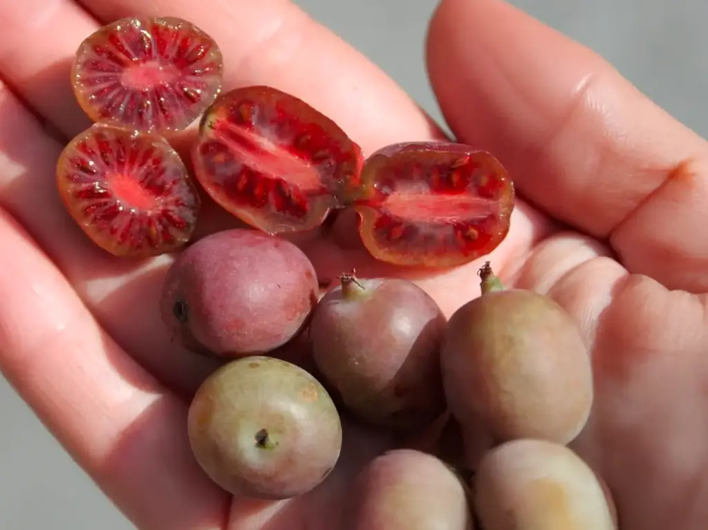 Actinidia arguta 'Ken's red' - Kiwibeere