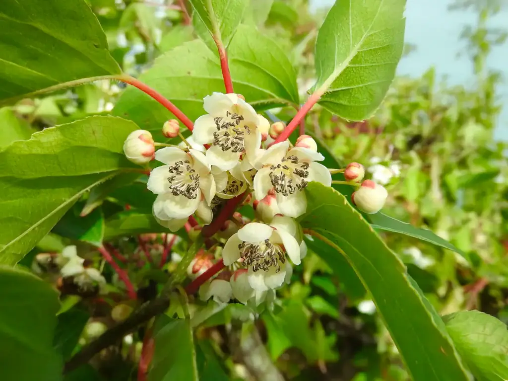 Actinidia arguta 'Weiki' - Kiwaï