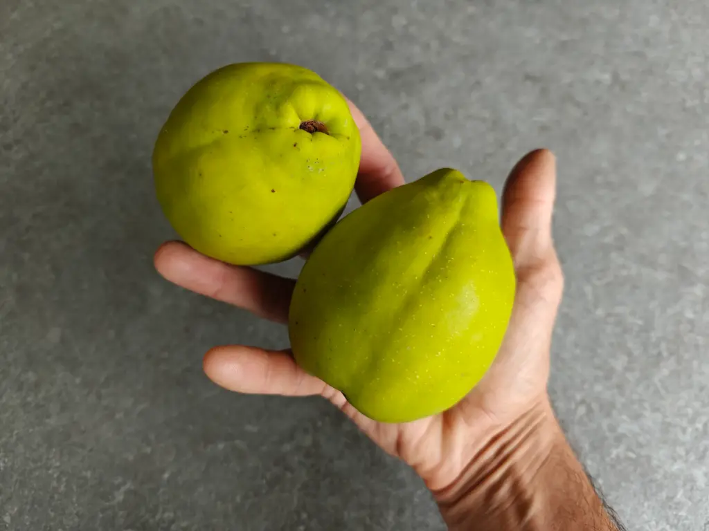 Chaenomeles cathayensis - Großfrüchtige Zierquitte