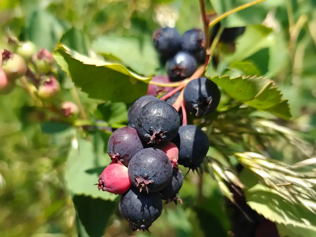 Amelanchier alnifolia 'Martin' - Saskatoon berry