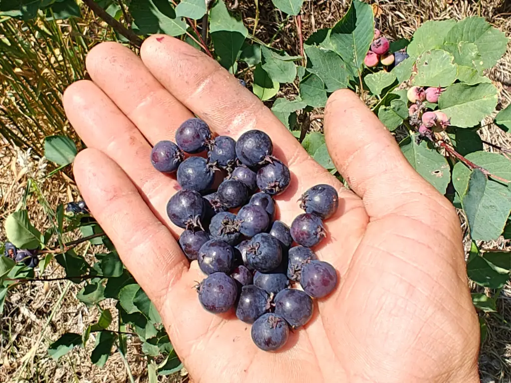 Amelanchier alnifolia 'Northline' - Erlenblättrige Felsenbirne