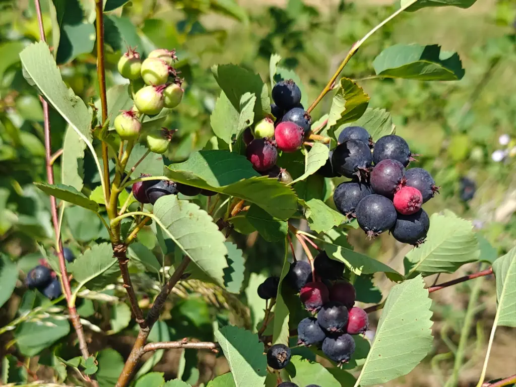 Amelanchier alnifolia 'Thiessen' - Saskatoon berry