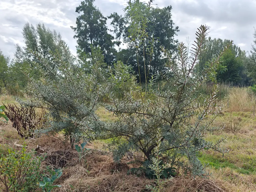 Hippophae rhamnoïdes 'Pollmix' - Duindoorn