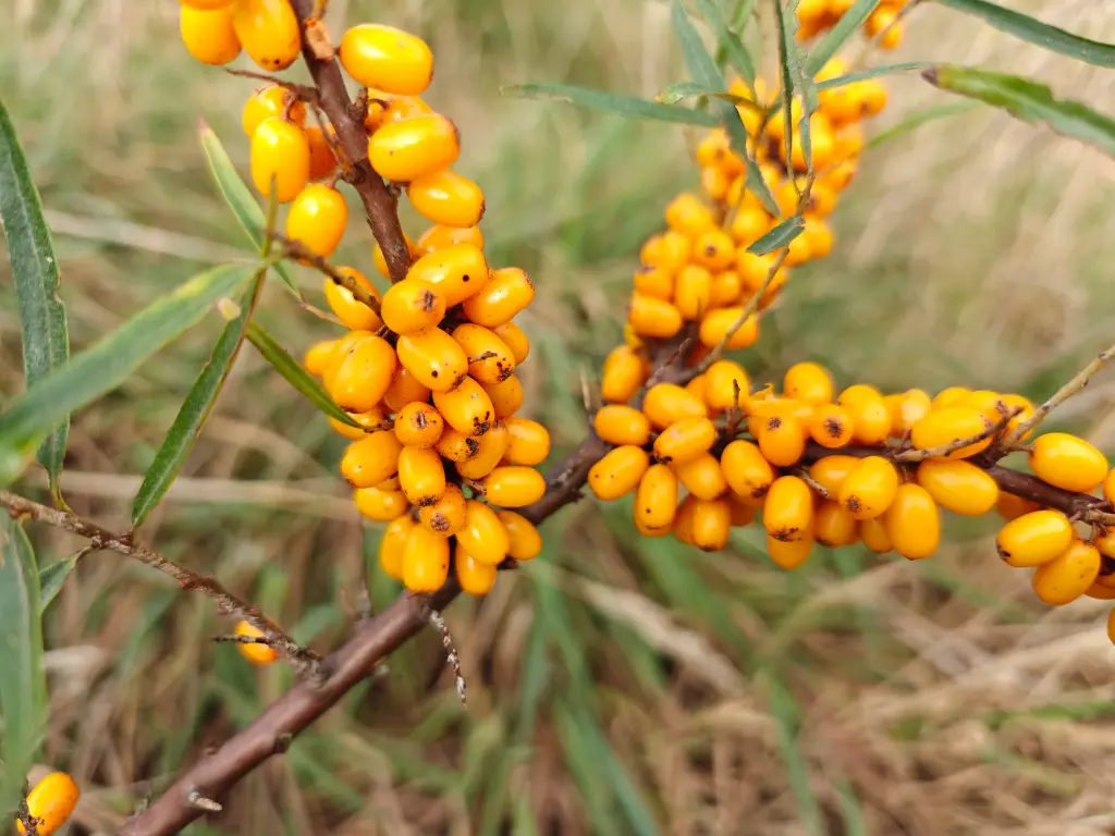 Hippophae rhamnoïdes 'Sirola' - Duindoorn
