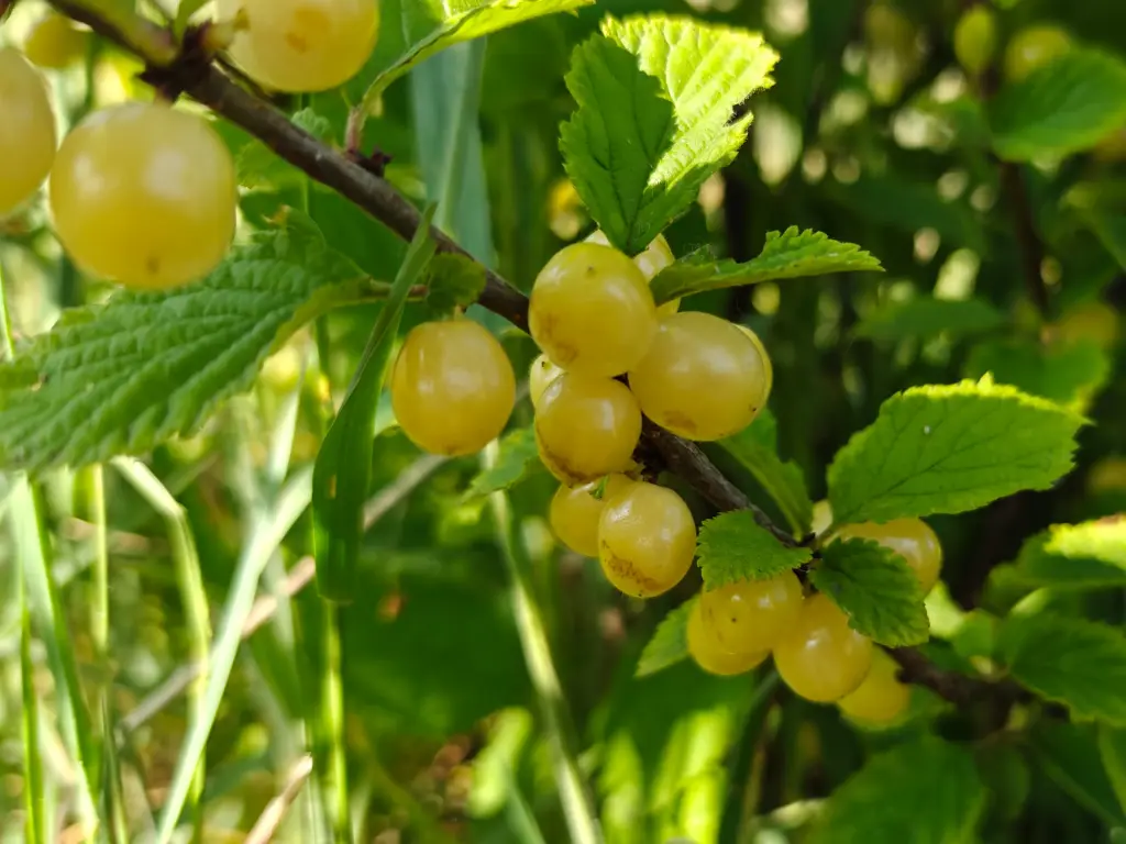 Prunus tomentosa 'Snovit' - Struikkers