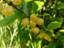 Prunus tomentosa 'Snovit' - Struikkers