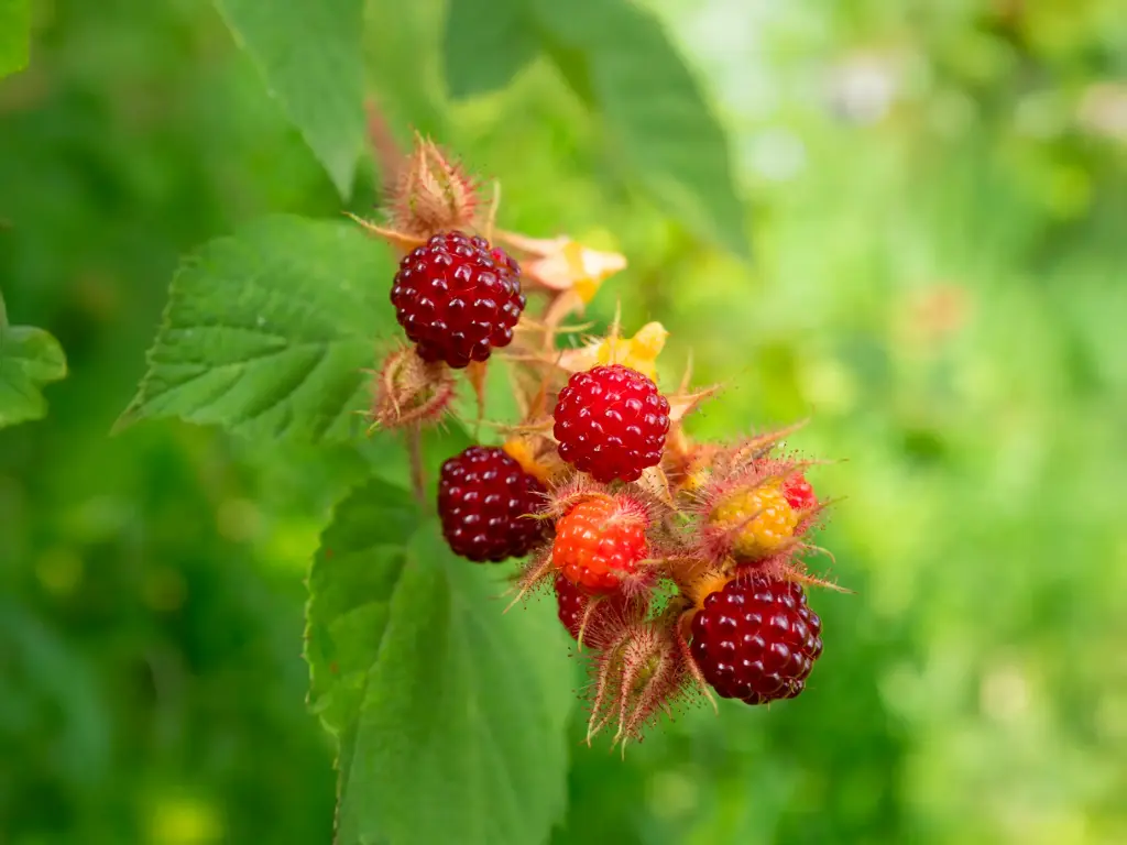 Rubus phoenicolasius - Japanse Wijnbes