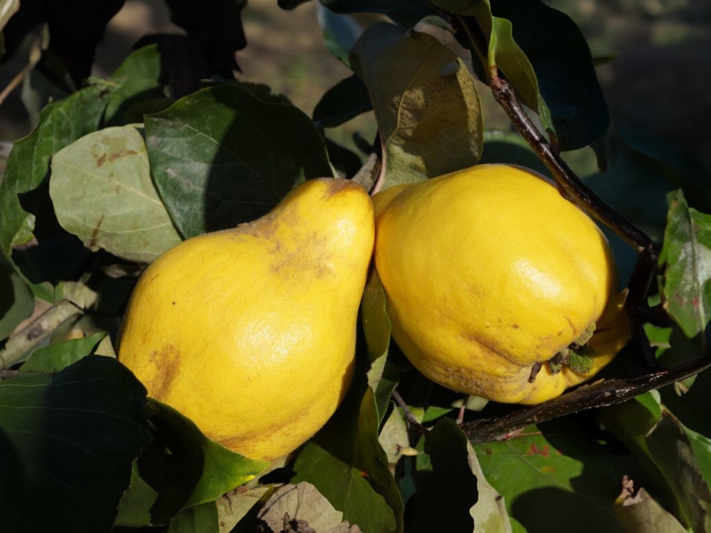 Cydonia oblonga 'Vranja' - Quince