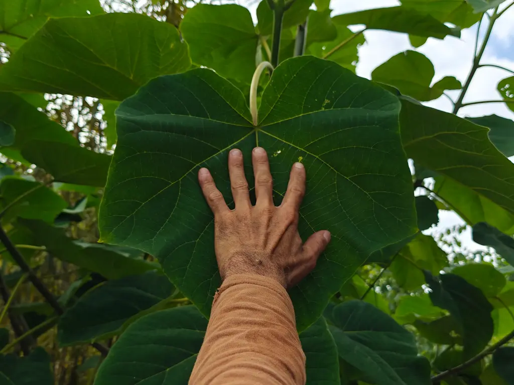 Paulownia ‘Shan Tong’ - Anna-Paulownaboom