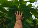 Paulownia ‘Shan Tong’ - Anna-Paulownaboom