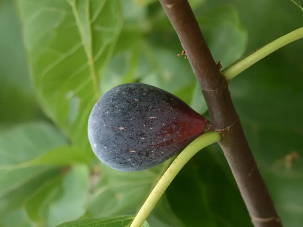 Ficus carica 'Breva' - Vijg