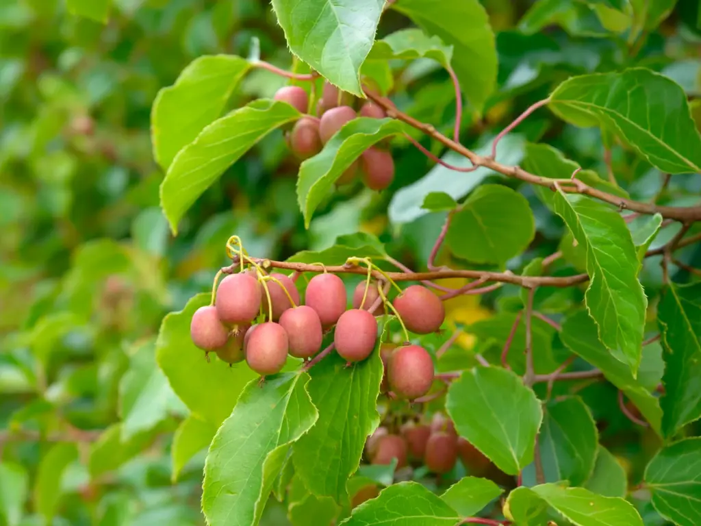 Actinidia arguta 'Ananasnaya' - Kiwibes