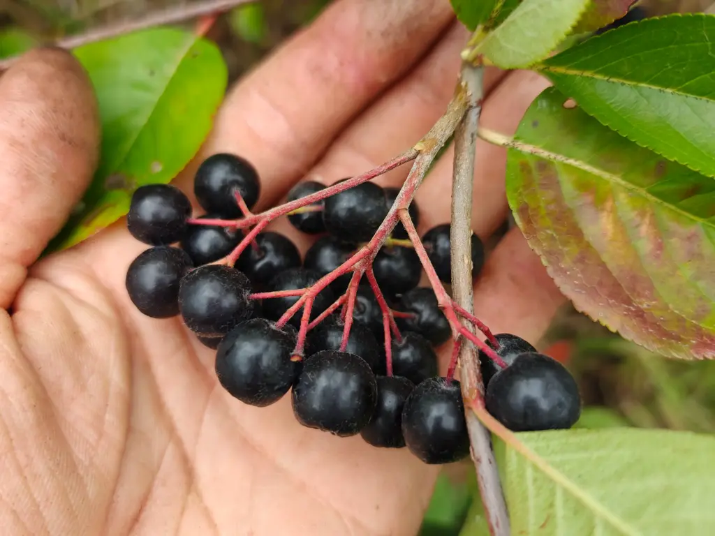 Aronia x prunifolia 'Nero' - Aronier