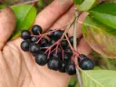 Aronia x prunifolia 'Nero' - Appelbes