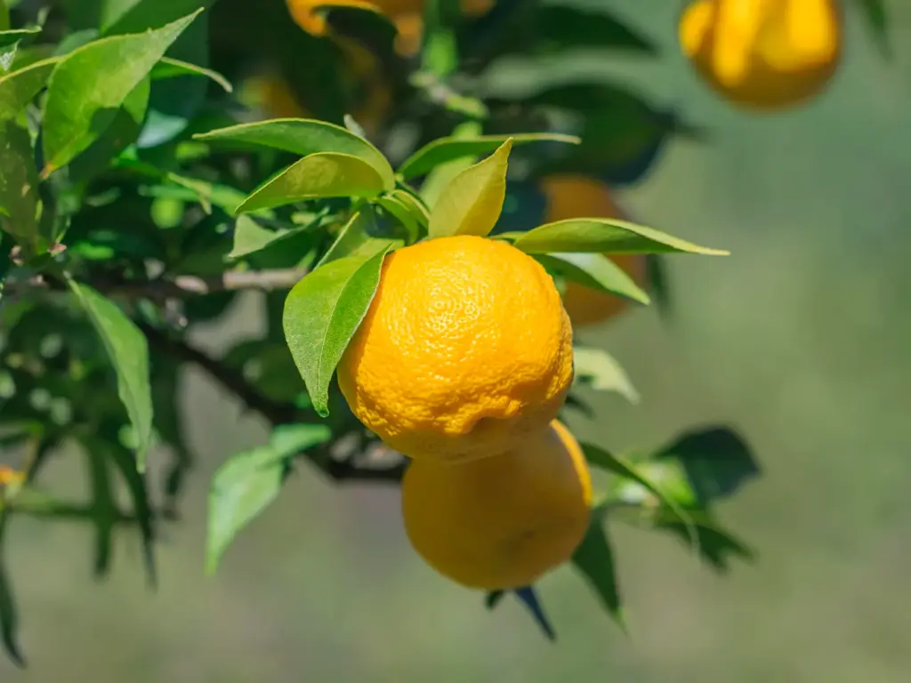 Citrus junos 'Yuzu' - Yuzu
