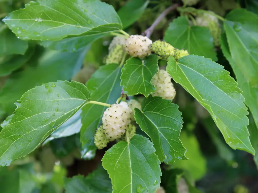 Morus alba x rubra 'Carman' - Mullberry