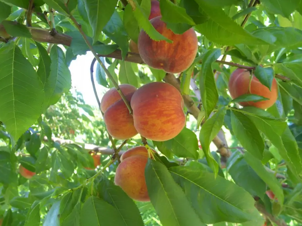 Prunus persica 'Avalon Pride' - Pfirsich