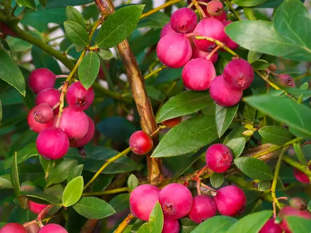 Vaccinium corymbosum 'Pink Lemonade' - Amerikanische Heidelbeere