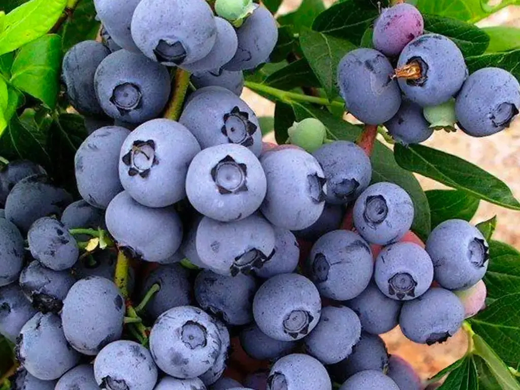 Vaccinium corymbosum 'Duke' - Amerikaanse blauwe bes