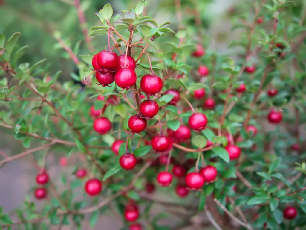 Ugni molinae 'Villarica Strawberry' - Chileense guave