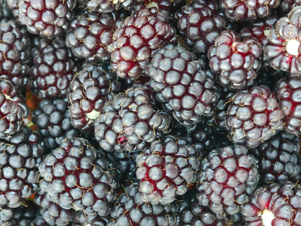 Rubus x 'Boysen' - Boysenberry