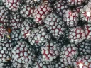 Rubus x 'Boysen' - Boysenbes