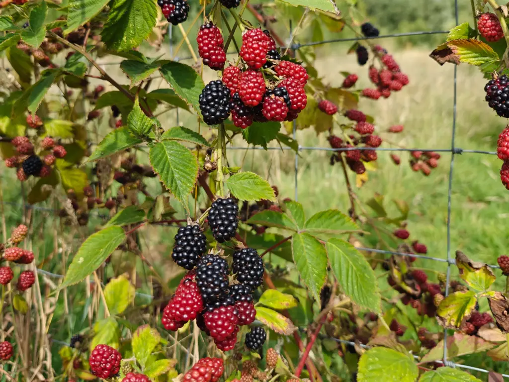 Rubus fruticosus 'Navaho' - Thornless blackberry