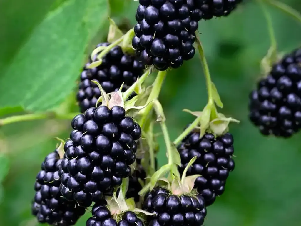 Rubus fruticosus 'Triple Crown' - Stekelloze braam
