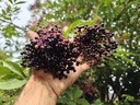 Sambucus nigra 'Korsor' - Holunder