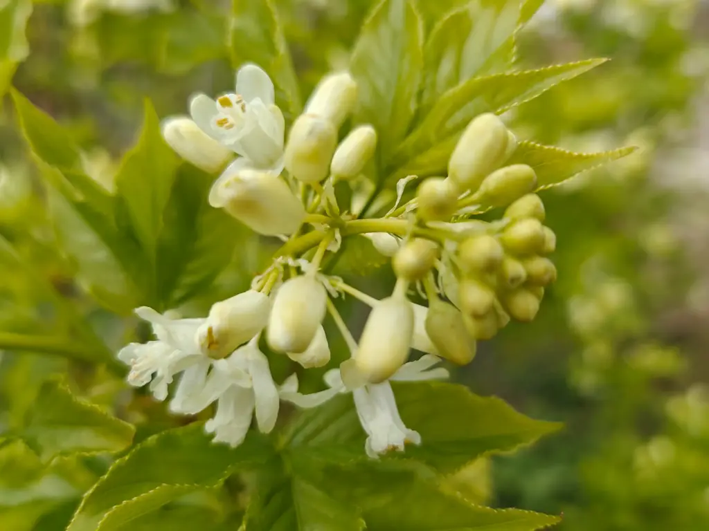 Staphylea colchica - Colchic bladdernut