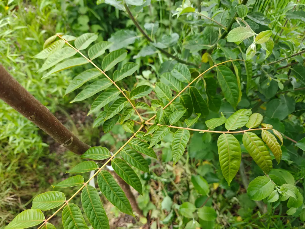Toona sinensis - Chinese mahonieboom / Franse uiensoepboom