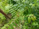 Toona sinensis - Chinese mahonieboom / Franse uiensoepboom
