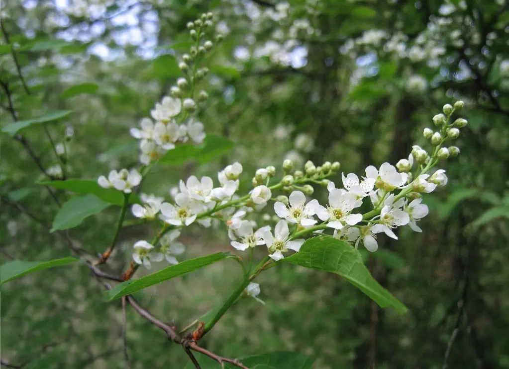 Prunus padus - Vogelkers (inheems)