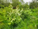 Prunus padus - Gewöhnliche Traubenkirsche