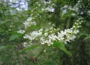 Prunus padus - Vogelkers (inheems)