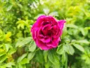 Rosa rugosa - Rimpelroos ‘Roseraie de l’Haÿ’