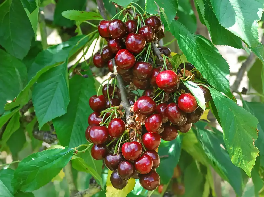 Prunus avium 'Stella' - Zoete kers