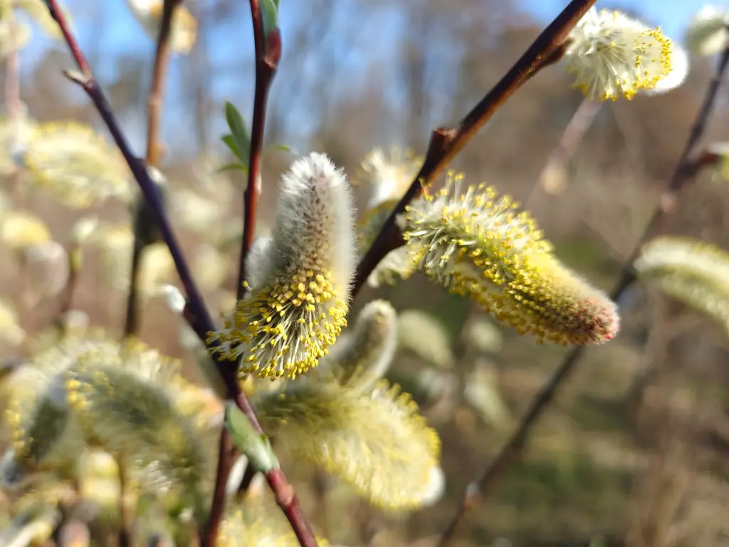 Salix chaenomeloides ‘Mesu Neko’ - Giant pussy willow