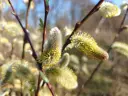 Salix chaenomeloides ‘Mesu Neko’ - Reuzenkatjeswilg