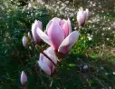 Magnolia × soulangeana 'Satifaction' - Saucer magnolia