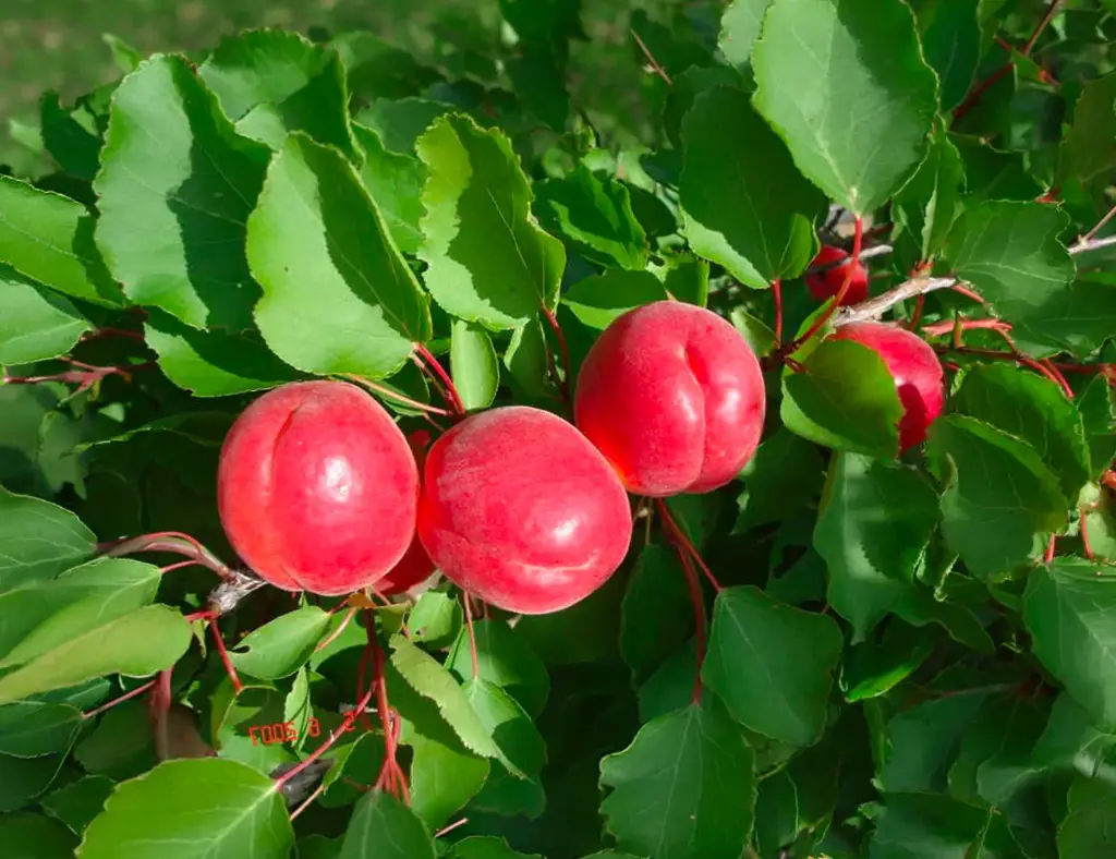 Prunus armeniaca 'Big Red' - Apricot