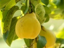 Cydonia oblonga 'Portugal' - Quince