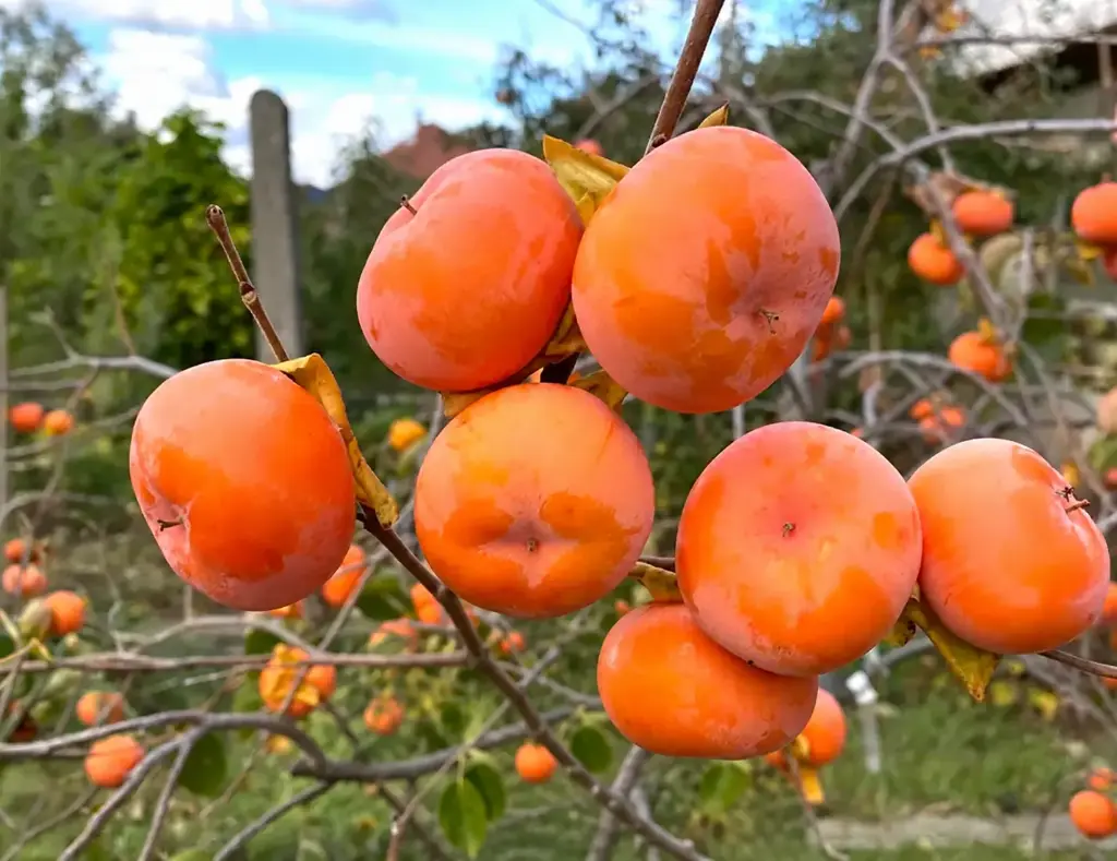 Diospyros x ‘Dar Sofiyivky’ - Plaqueminier hybride