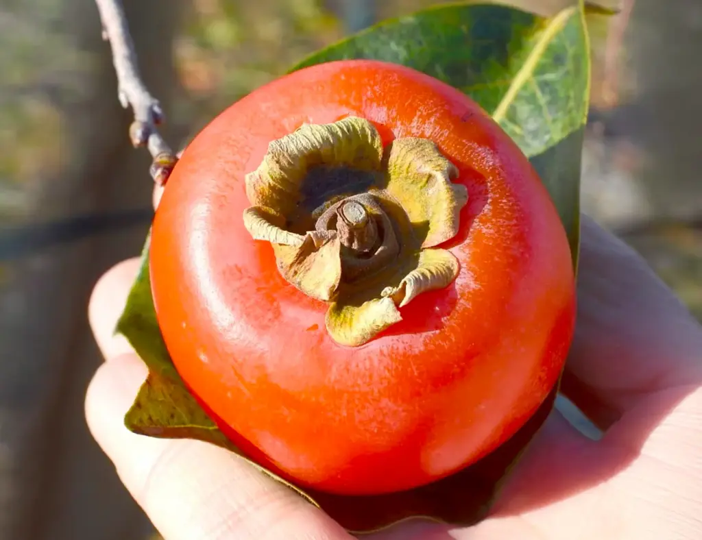 Diospyros x ‘Nikitskaya Bordovaya’ - Hybrid-Kaki