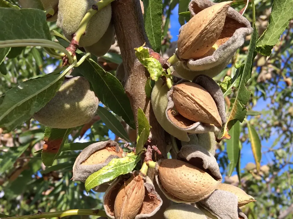 Prunus dulcis 'Penta' - Amandel